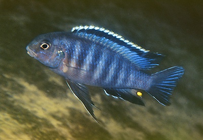 Tropheops sp. 'black dorsal' Makanjila Rocks